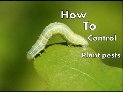How to Protect Your Trees from  Pests. leaf eater | Pithecellobium dulce