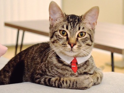 MEET MOCHI: THE CAT THAT WEARS A TIE BAR- DIY
