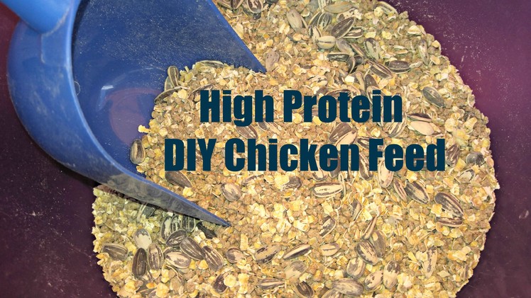 New food blend for molting hens in the fall! High protein DIY blend