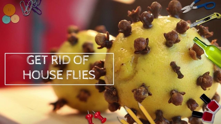 Daily DIY Home- Get Rid Of House Flies