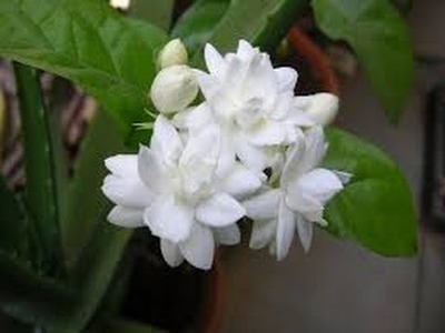 155 - How to grow Jasmine.Mogra.Moti  from cutting (Hindi.Urdu) 1.10.16
