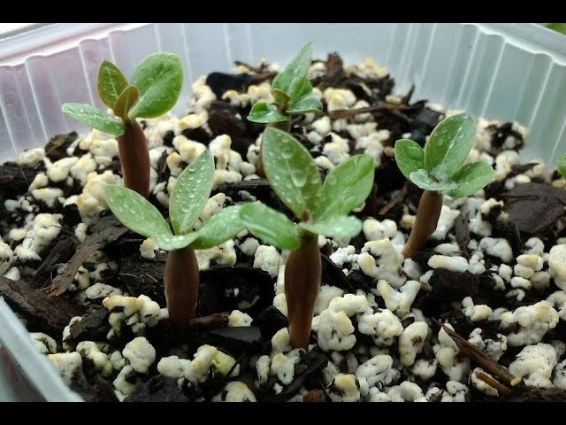 How to grow adenium from seed || How I sow my Adenium seeds || how to grow desert rose from seed
