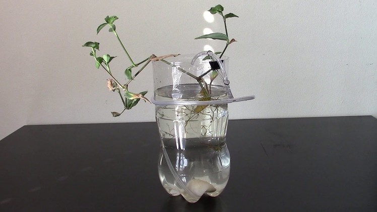 DIY Aquarium of plastic bottle for guppy fry