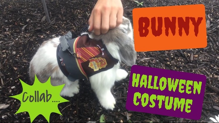 DIY bunny Halloween costume | collab. 