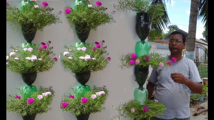 Tree planting in hanging bottles on wall