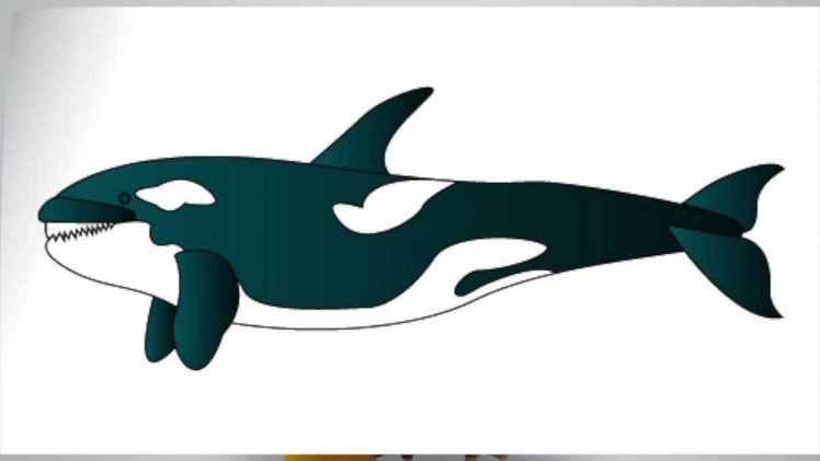 How to draw a KILLER WHALE step by step