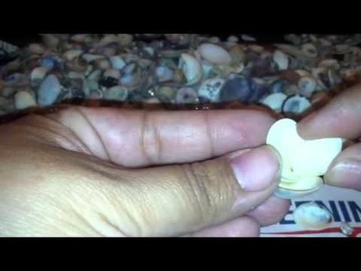 How to make seashell flowers