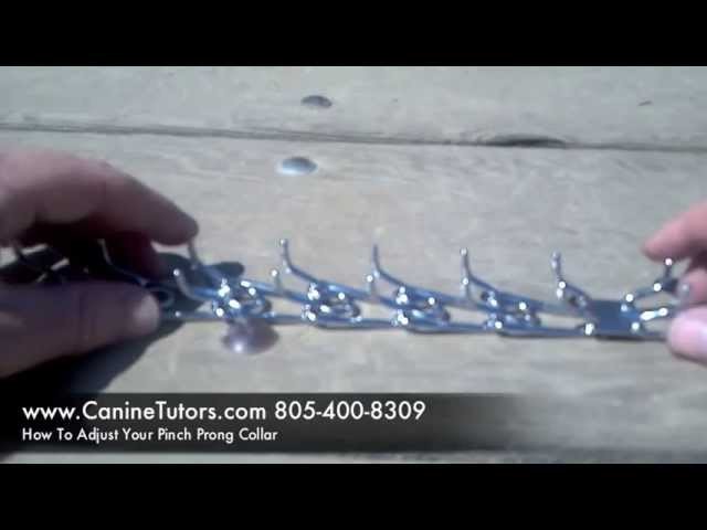 How To Adjust Or Fit Your Pinch Prong Collar, www.CanineTutors.com 805-400-8309
