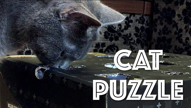 DIY | Cat Puzzle Feeder Toy