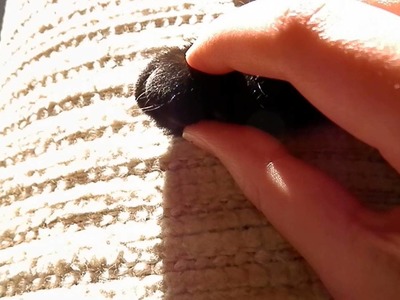 How to Trim a Cat's Nails