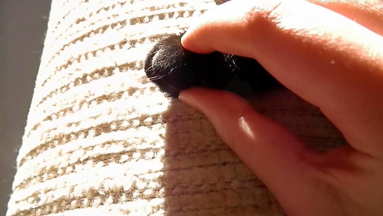 How to Trim a Cat's Nails