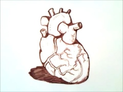 How to draw a human heart | how to draw a human heart step by step