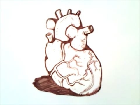 How to draw a human heart | how to draw a human heart step by step