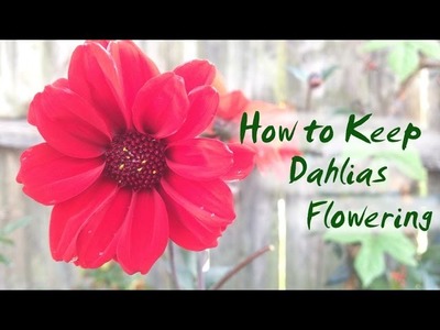 How to Keep Dahlias Flowering
