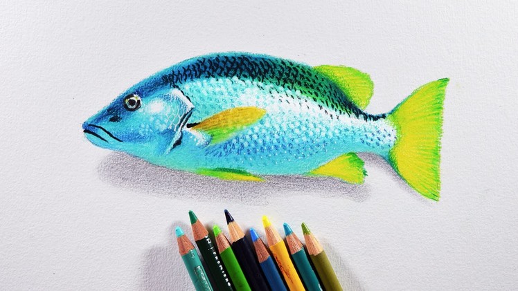 How to draw a fish - Prismacolor colored pencils tutorial.