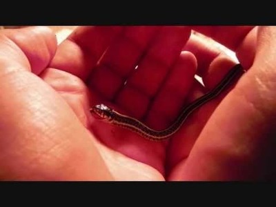 Week old garter snakes eat from the palm of my hand