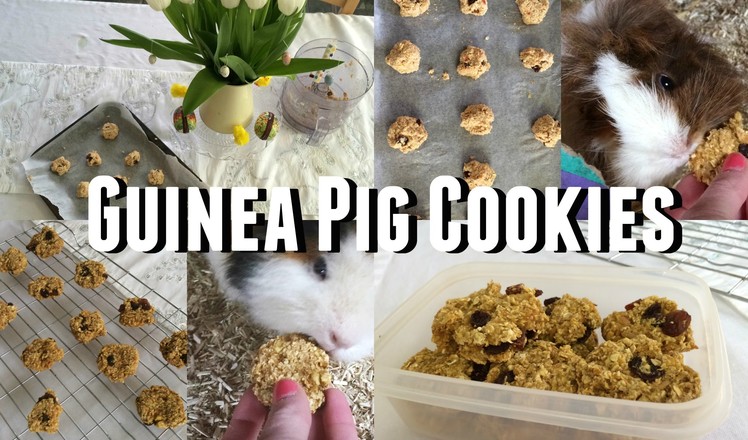 DIY Guinea Pig Treats - Cookies |♡Imy'sAnimals♡