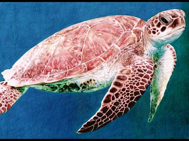 Ballpoint Pen Sea Turtle Drawing