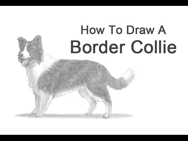 How to Draw a Dog (Border Collie)