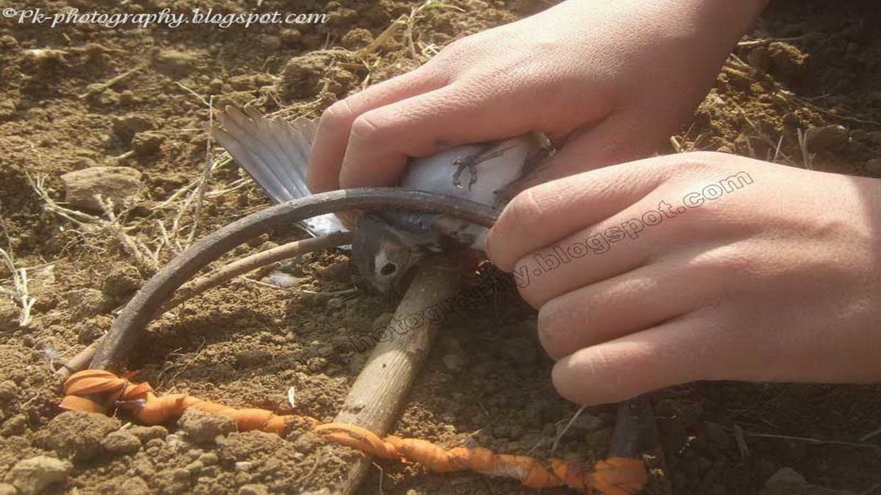 How To Make A Bird Trap Easily That Work
