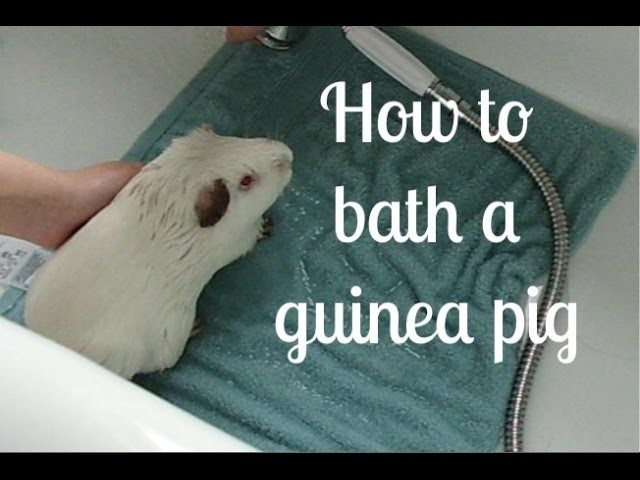 How To Bathe Your Guinea Pig