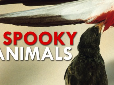The 5 Spookiest Animals
