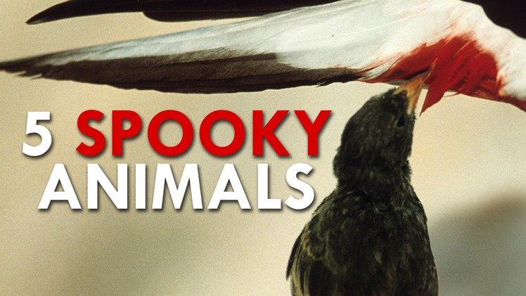The 5 Spookiest Animals