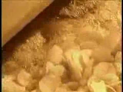 How They Make potato Chips