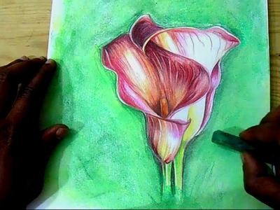 How to draw Flowers |  calla lilies flower | step by step Drawing | draw