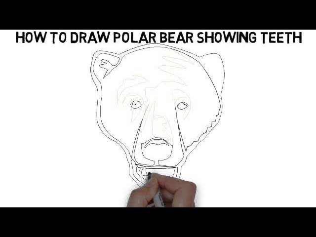 How To Draw Polar Bear Showing Teeth Quickly And Easily