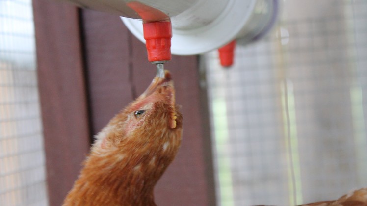 Automatic Chicken Watering System - No Cleaning Water dispensers!