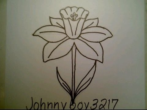 How To Draw A Daffodil Flower easy For Everyone Como dibujar una flor del narcisa
