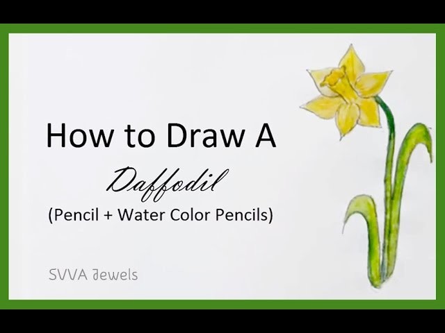 How to Draw a Daffodil in Watercolor