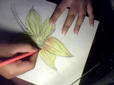 How To Draw a Flower (Daffodils)