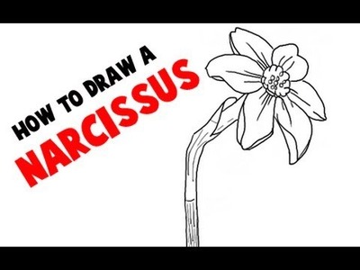 How to Draw a Narcissus Flower or Daffodil