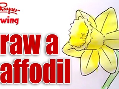 How to draw Daffodils