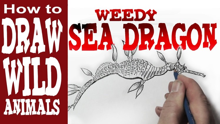 How to Draw the Weedy Sea Dragon (Beginner)