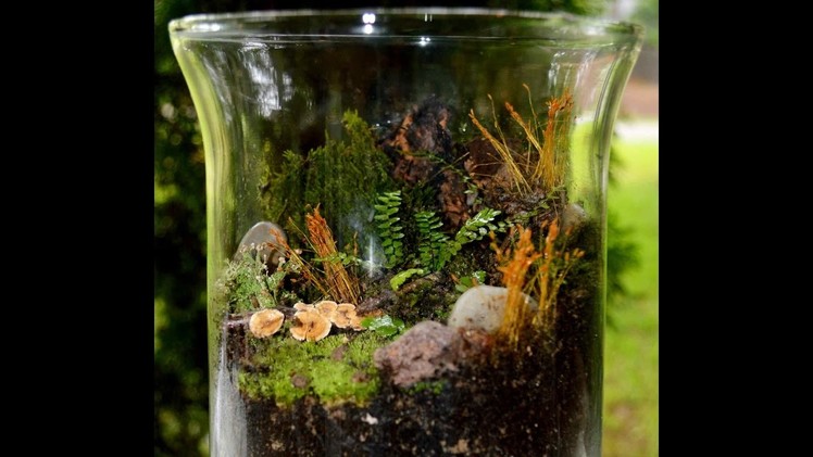 DIY Miniature Garden Personal Rain Forest