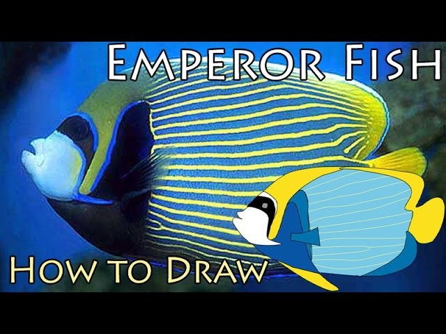 Emperor Fish - How to Draw Emperor angel fish - Fish Drawing
