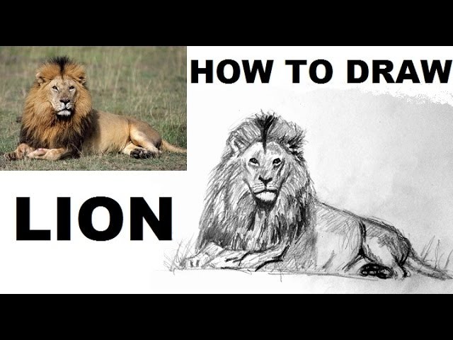 How to Draw a LION Easy