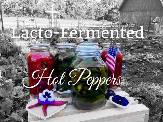 HD How to Make Easy Lacto - Fermentation Peppers Recipe