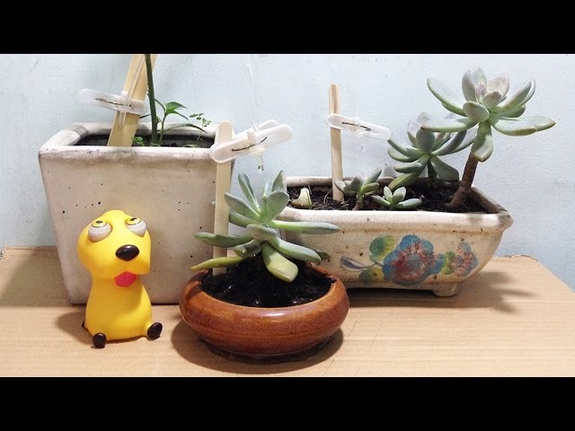 Homemade - How to Water Plants Automatic -  Plastic bottle life hacks