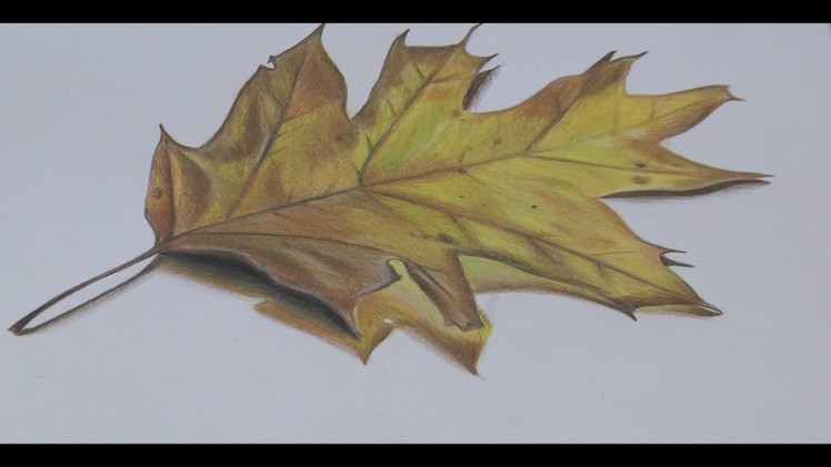 How to draw a realistic leaf | Haji Draws