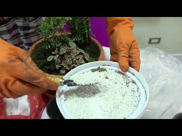 How To Make Bonsai Penjing or Landscape
