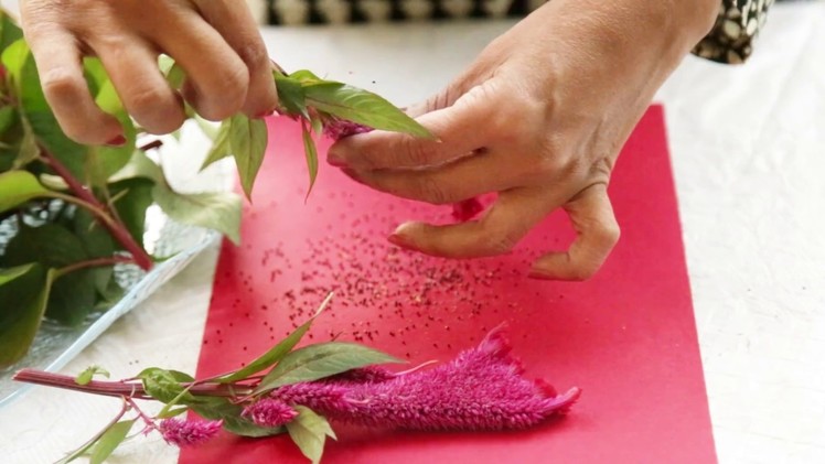Preserving the Colors of Summers : Learn How To Collect Celosia Seeds?(Urdu,Hindi)