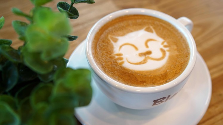 Cat :: Latte Art 귀여운 고양이 라떼아트 - 4K