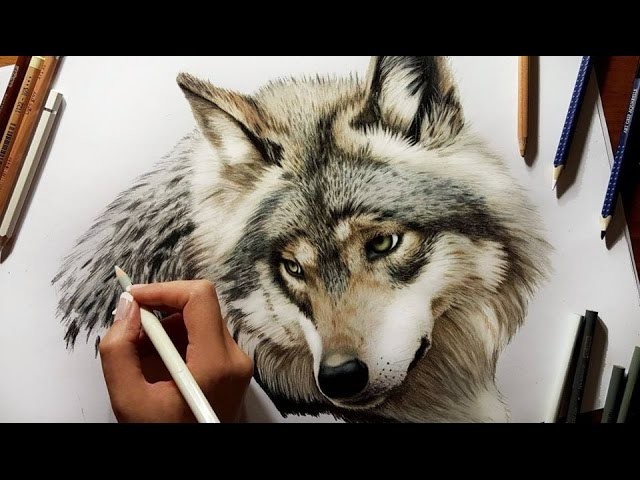 Colored Pencil Drawing: Grey Wolf - Speed Draw | Jasmina Susak