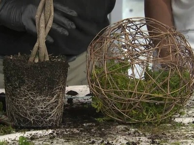 DIY kokedama planters