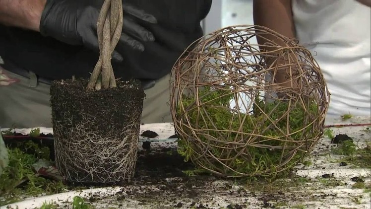 DIY kokedama planters