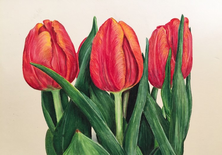 Prismacolor Colored Pencil: Tulip Speed Drawing